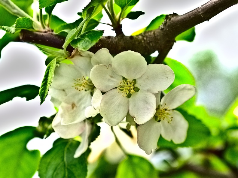 Apfelblüte.jpg