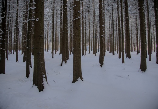 Februar 2021 - Rebesgrüner Wald