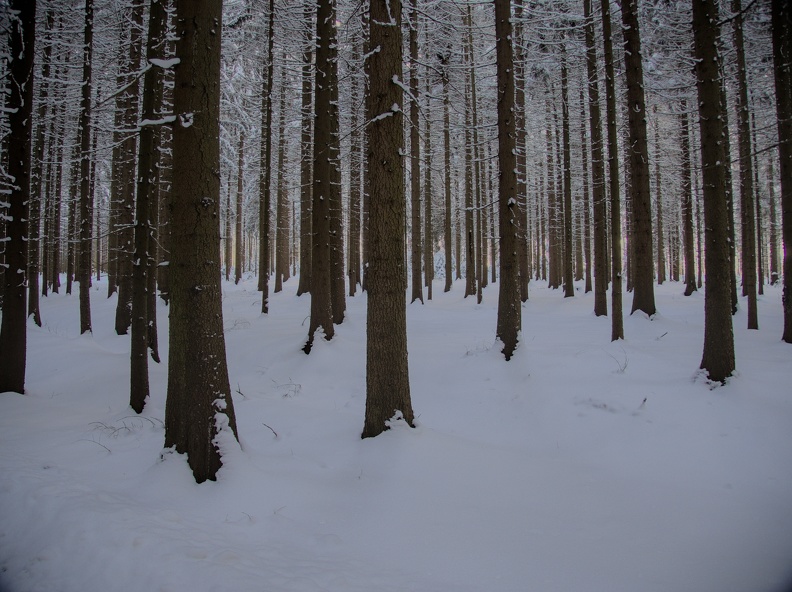 Februar 2021 - Rebesgrüner Wald.jpg